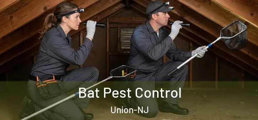 Bat Pest Control Union-NJ