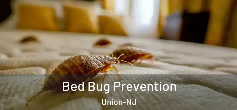 Bed Bug Prevention Union-NJ