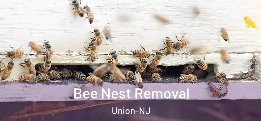 Bee Nest Removal Union-NJ