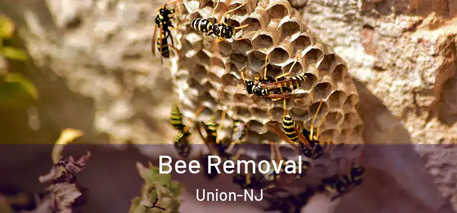 Bee Removal Union-NJ