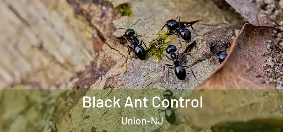 Black Ant Control Union-NJ