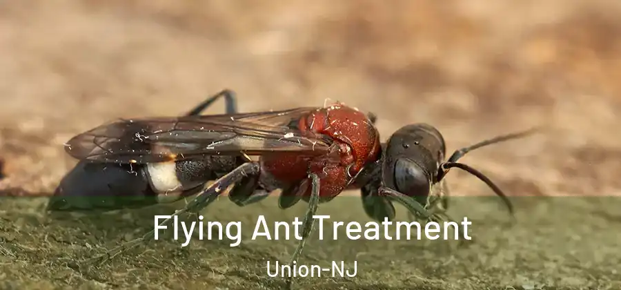 Flying Ant Treatment Union-NJ