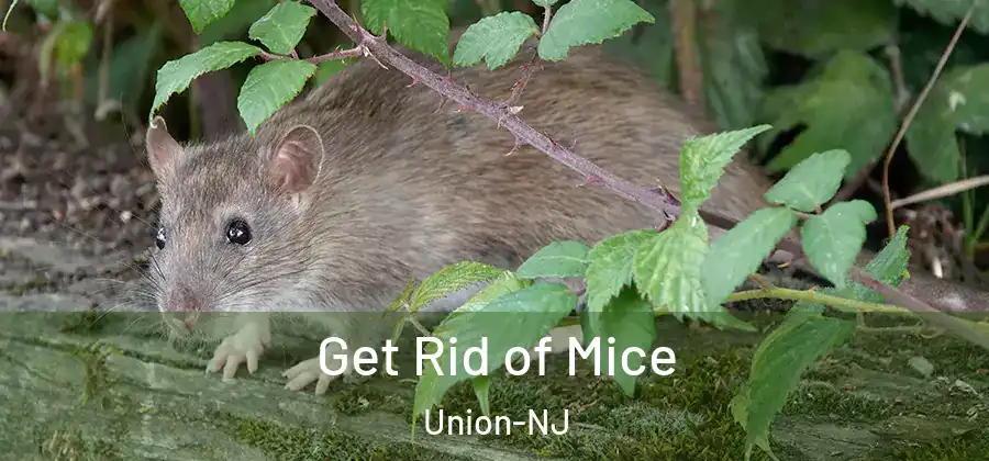 Get Rid of Mice Union-NJ