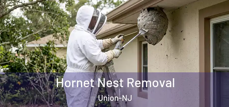 Hornet Nest Removal Union-NJ