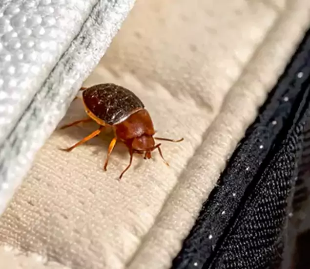 Trusted Bed Bug Prevention Specialists in Union, NJ