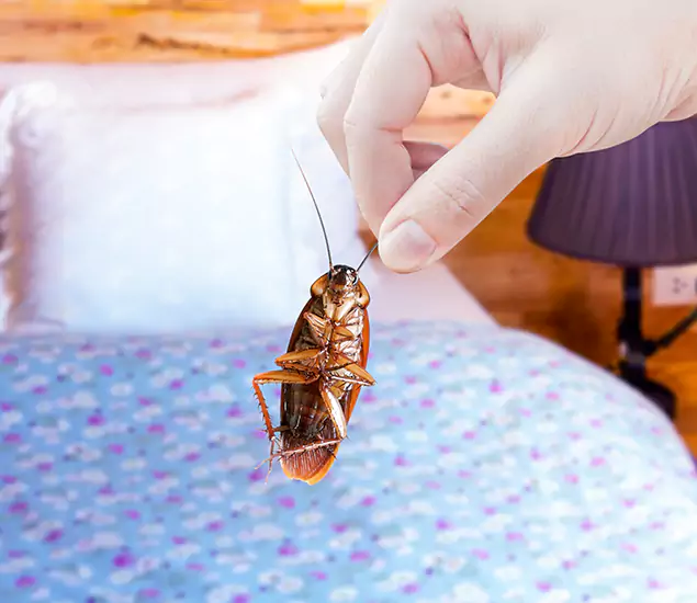 Expert Roach Control Services: Your Cockroach Pest Control in Union, NJ