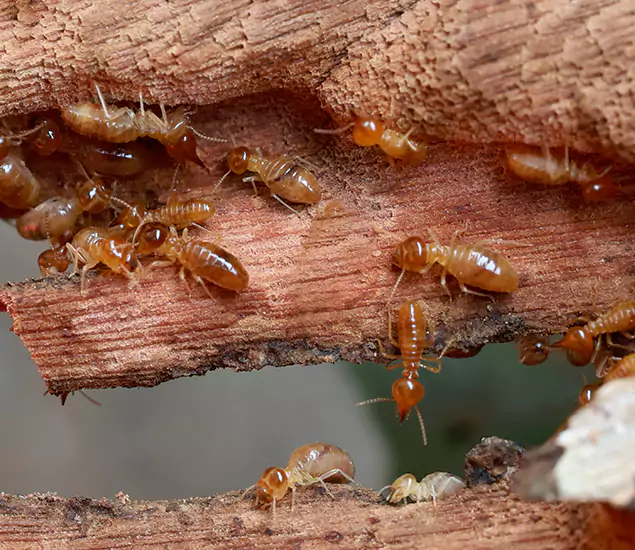 About Our Drywood Termite Treatment Experts in Union, NJ