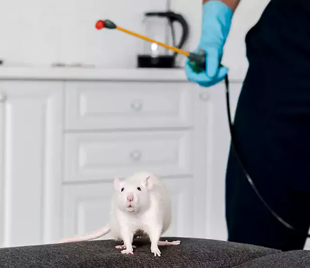 About Our Rat Extermination Experts in Union, NJ