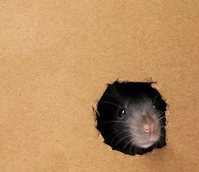 Rats in Attic Removal Experts in Union, NJ