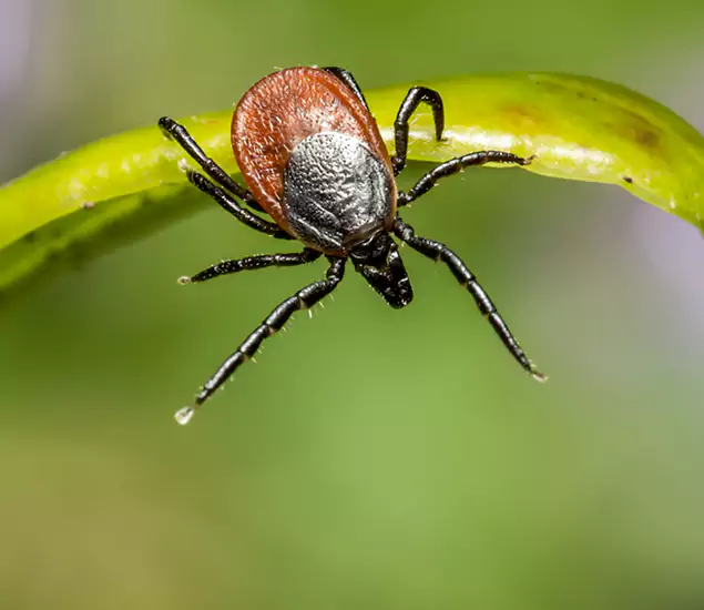 Your Trusted Tick Pest Control in Union, NJ