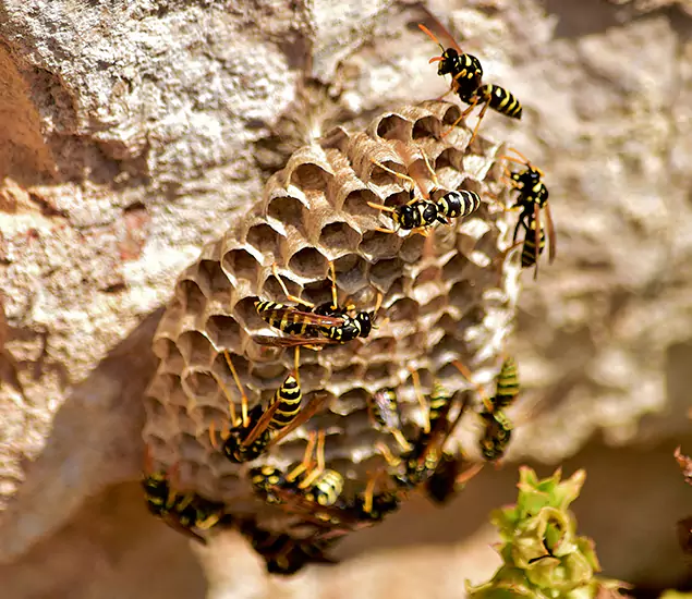 Your Best Wasp Removal Company in Union, NJ