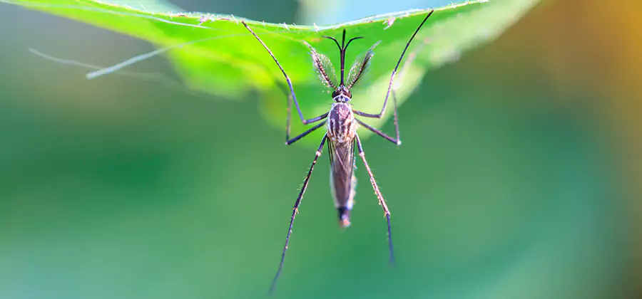 Natural Mosquito Spray for Yard in Union