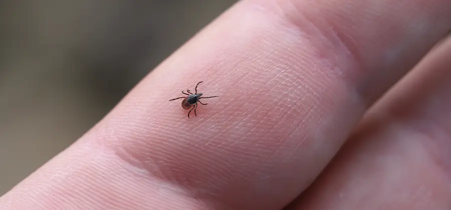 Infection Prevention for Bed Bug Bites in Union