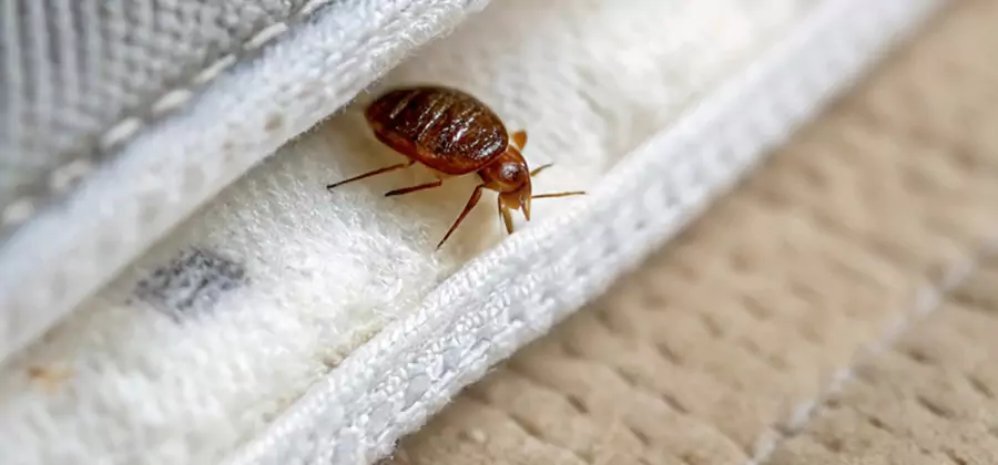Tenting Bed Bug Fumigation in Union