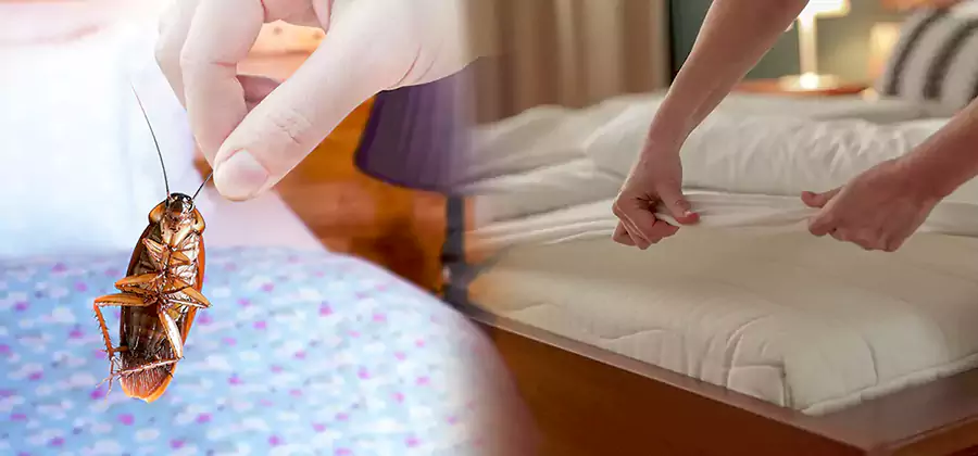 Bed Bug Home Extermination Service in Union