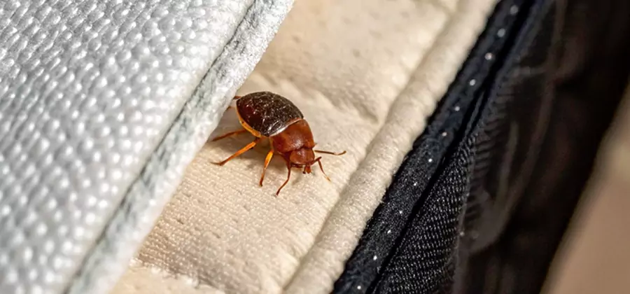 Commercial Bed Bug Control in Union