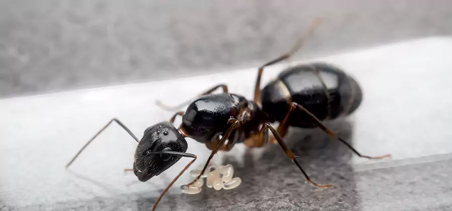 Black Ants in Kitchen Elimination in Union