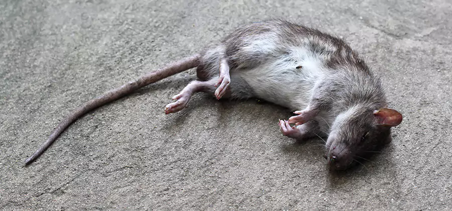 Dead Rat Disposal in Union