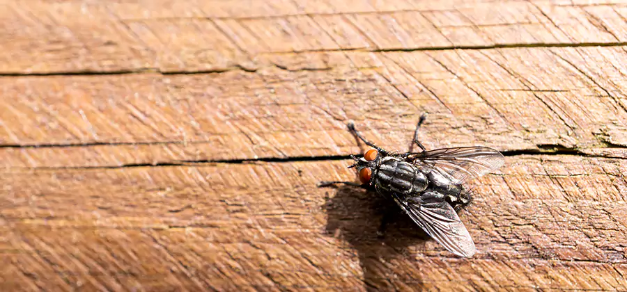 Flying Ant Barrier Treatment in Union