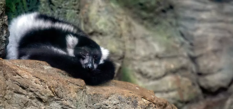 Humane Skunk Removal in Union