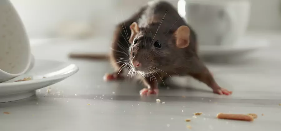 Rodent Feces Removal in Union