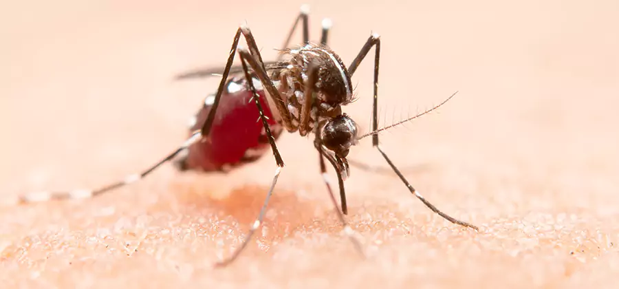 Pond Mosquito Control and Water Treatment in Union