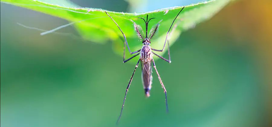Home Defense Insect Killer in Union