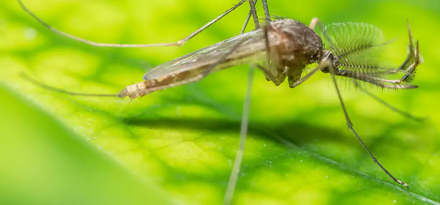 Herbal Mosquito Repellent Treatment in Union