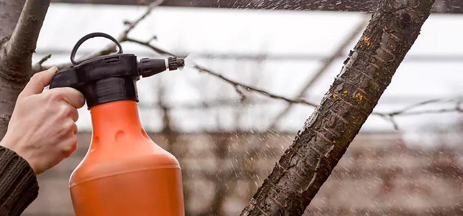 Orange Oil Structural Cavity Treatment in Union