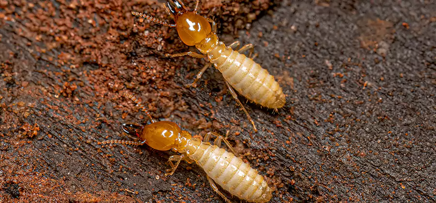 Natural Ant Hill Killer Treatment in Union