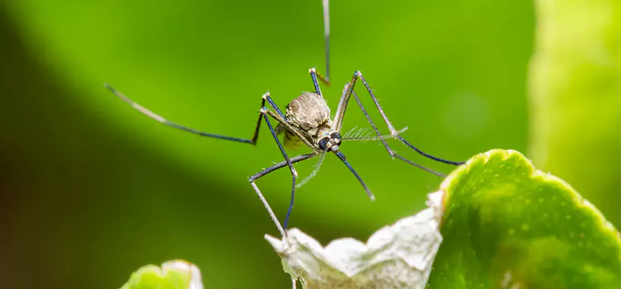 Natural Outdoor Mosquito Repellent in Union