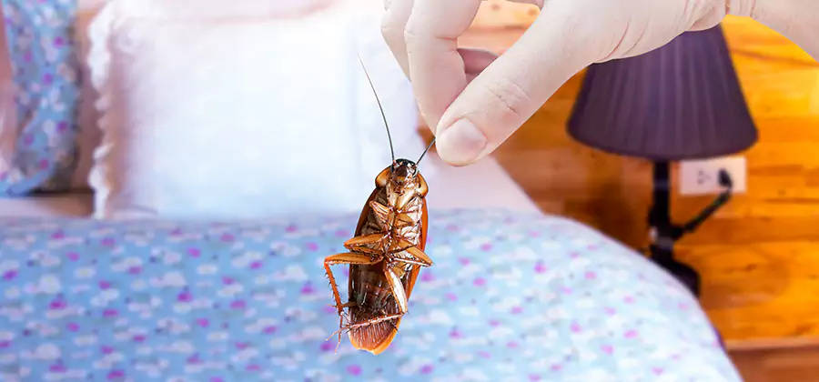Bed Bug Inspection in Union