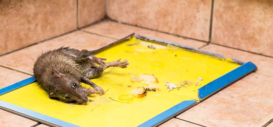 Rat Trapping Service In Union