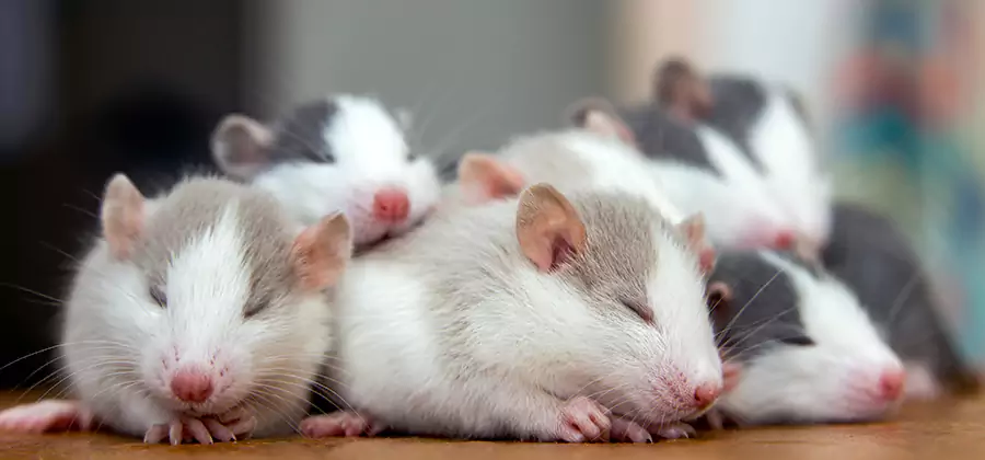 Rat Infestation Exclusion Service in Union