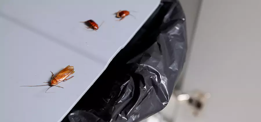 German Roach Pest Control in Union