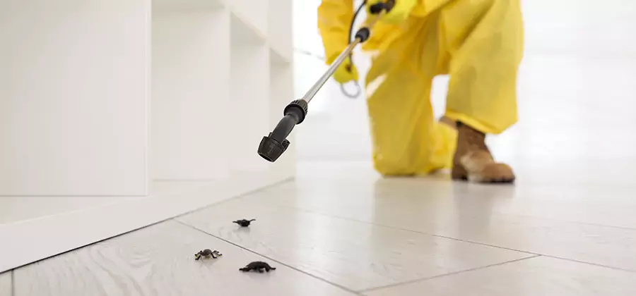 Roach and Bed Bug Exterminator in Union