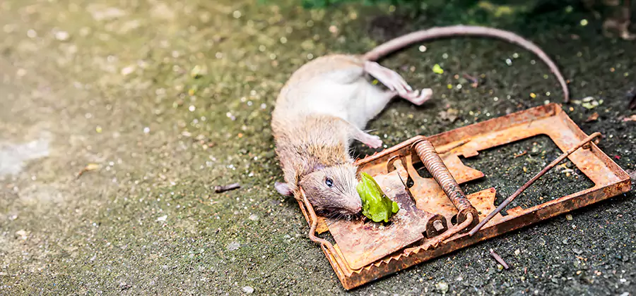 Rat Trapping in Union