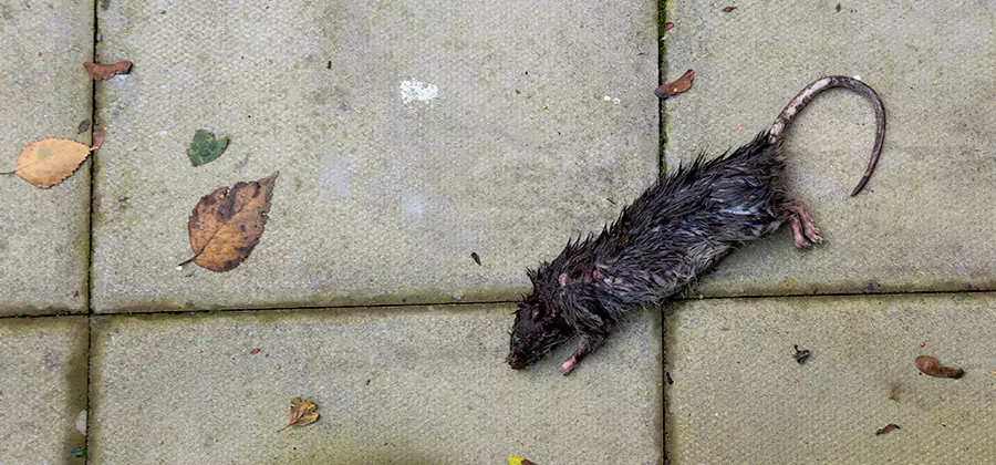 Rodent inspection service in Union