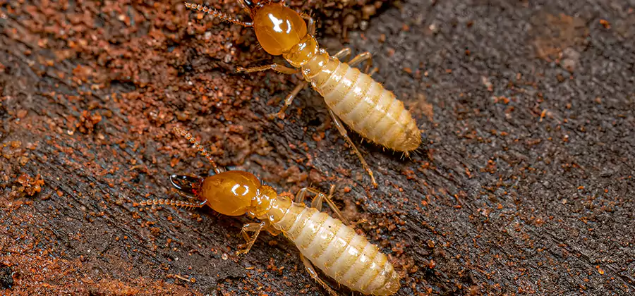 Sentricon Residential Termite Control in Union