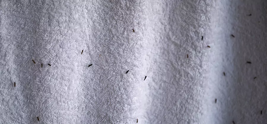 Small Black Ants in Bathroom Treatment in Union