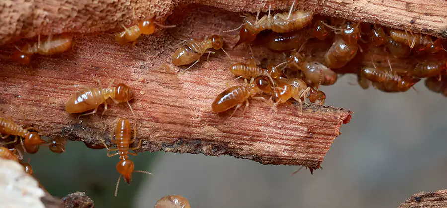 Perimeter Soil Termite Treatment in Union