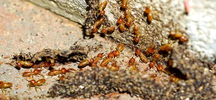 Wood Treatment and Localized Termite Solutions in Union