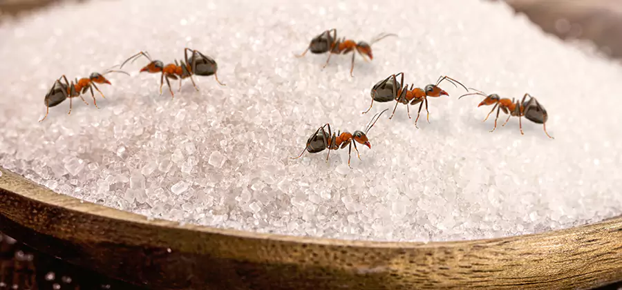 Indoor Sugar Ant Treatment in Union