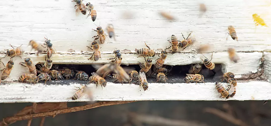 Residential Termite Fumigation in Union
