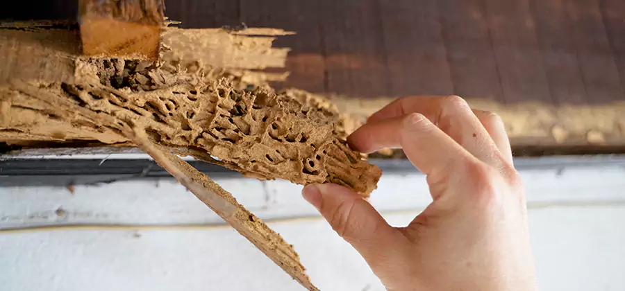 Pre-Purchase Termite Inspection in Union