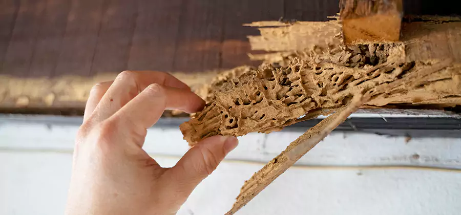 Pre-Construction Termite Treatment in Union