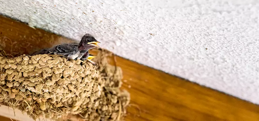 Bird Removal From House in Union