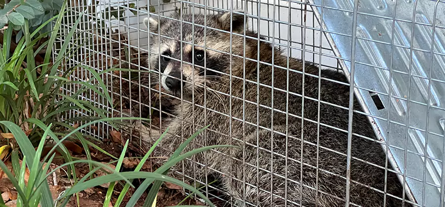 Wildlife Relocation Services in Union