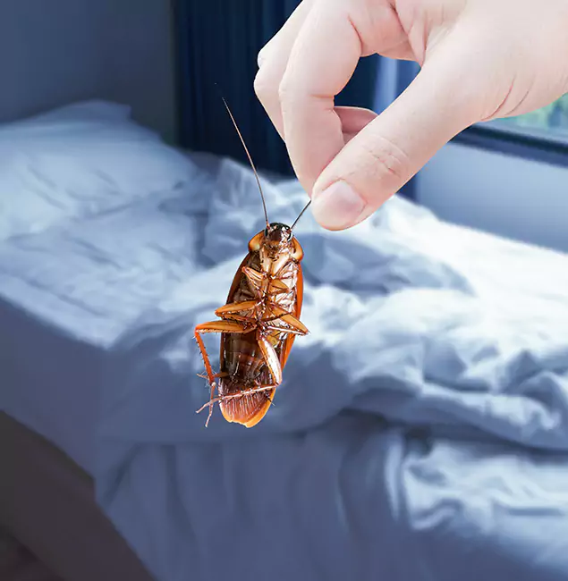 Why Choose Union Pest Control Pro for Bed Bug Extermination in Union, NJ?