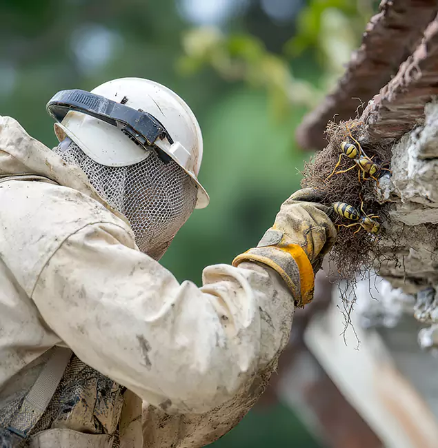 Why Union Property Owners Choose Union Pest Control Pro for Bee Exterminator?